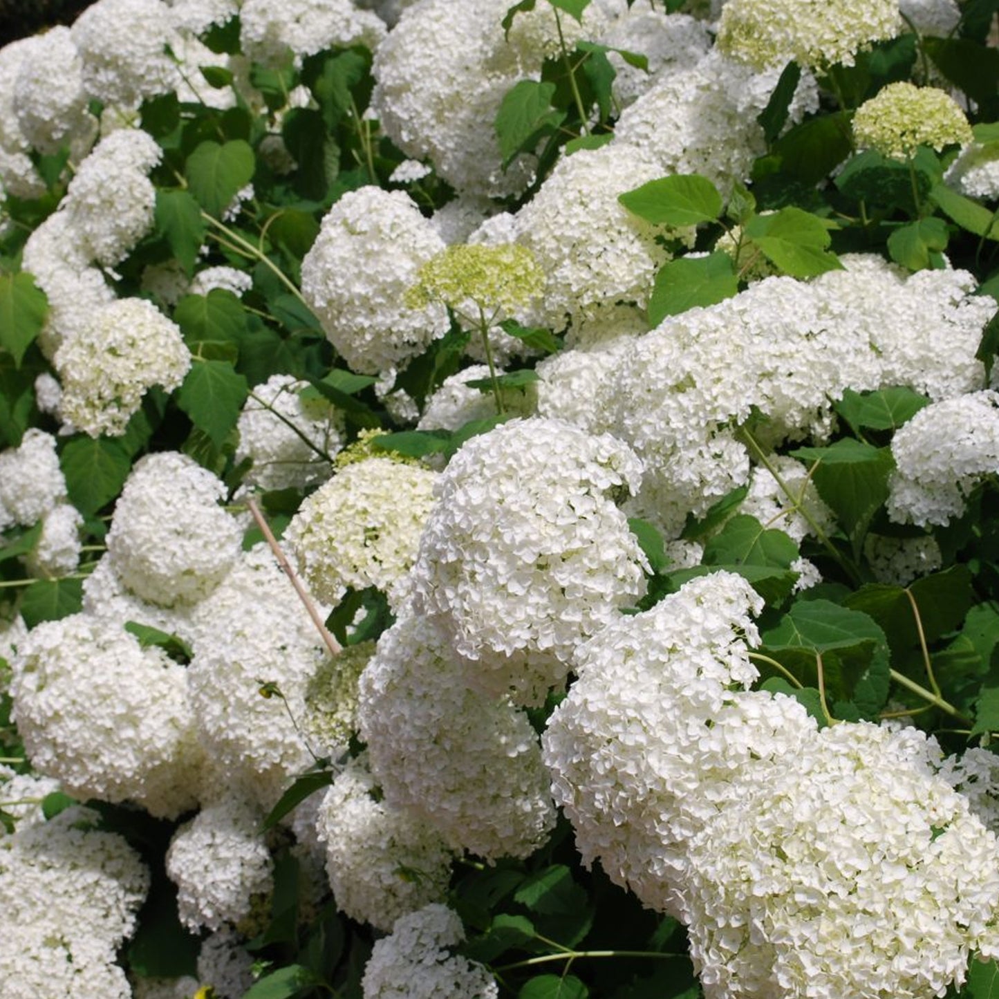 3 litre pot (30-50cm)