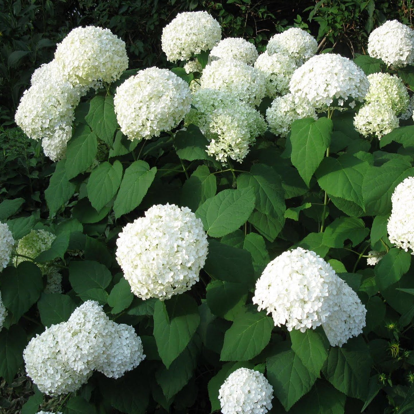 3 litre pot (30-50cm)