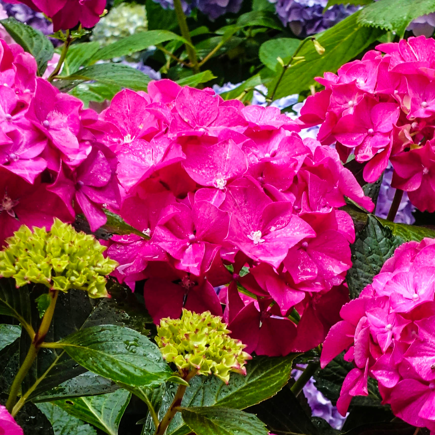 Hydrangea Alpenglühen