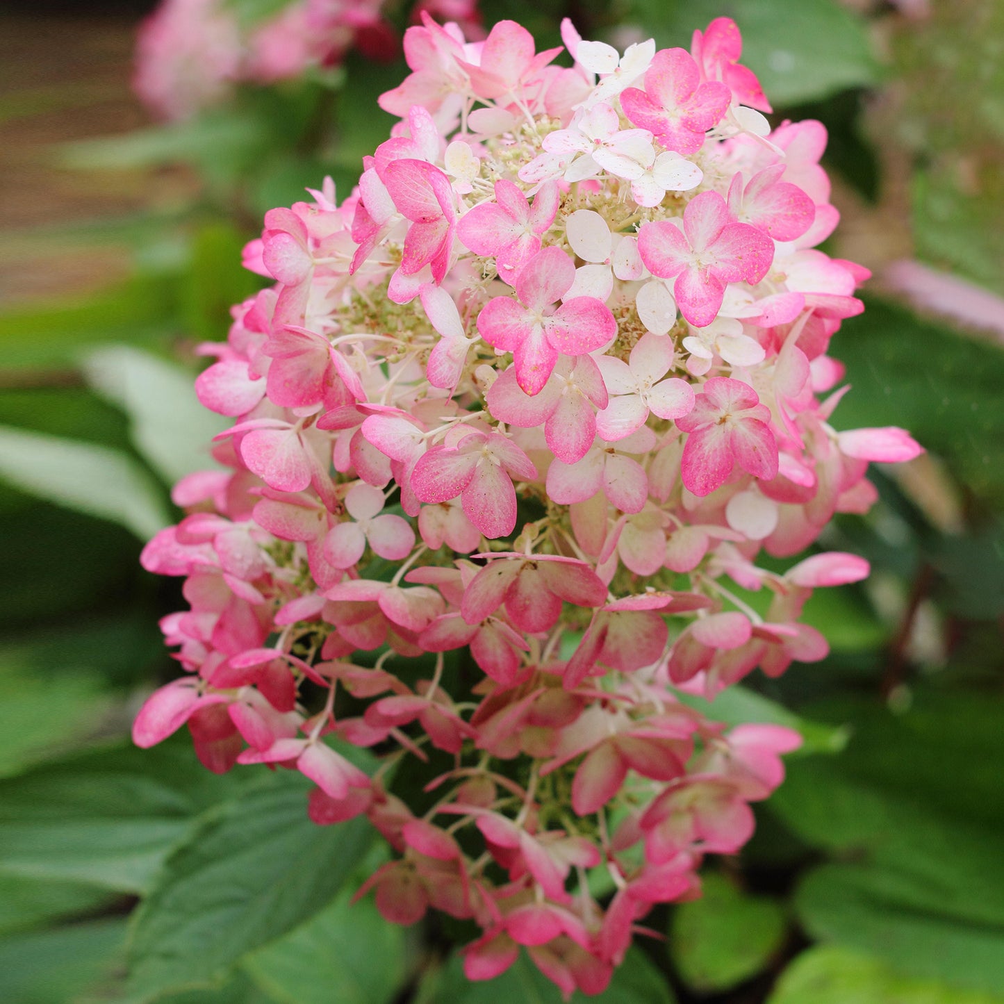 Hydrangea Diamond Rouge