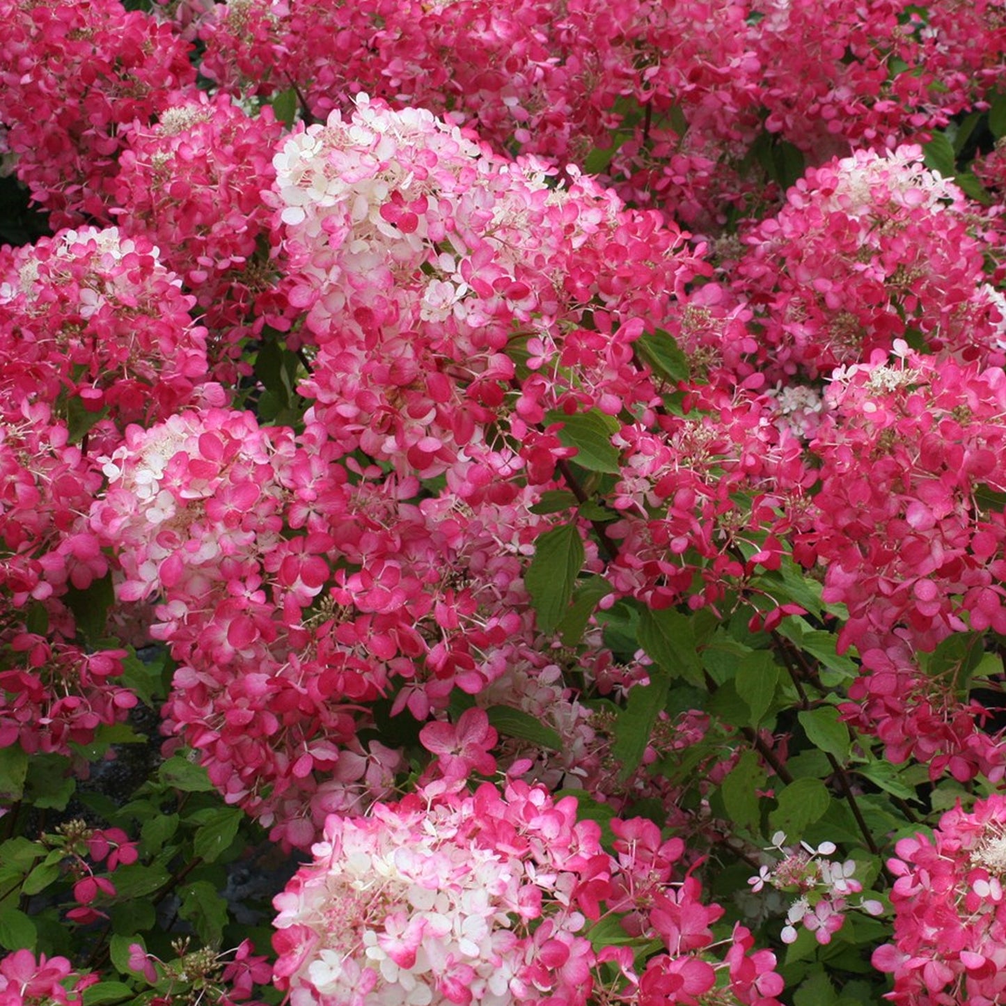 Hydrangea Diamond Rouge