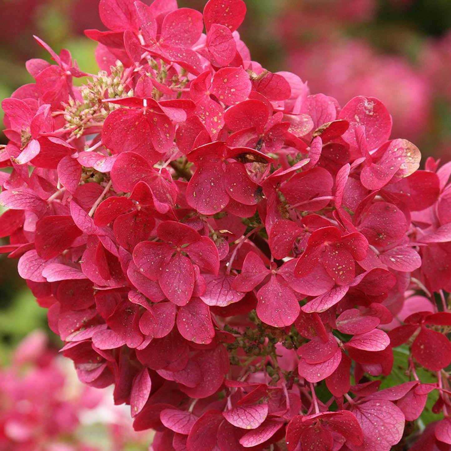 Hydrangea Diamond Rouge