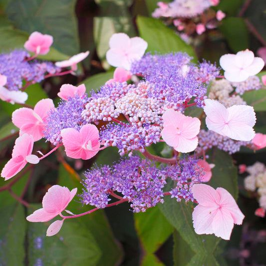 Hydrangea Hot Chocolate