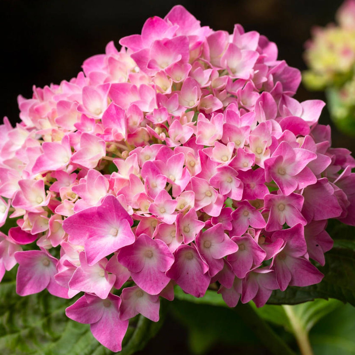 Hydrangea King George