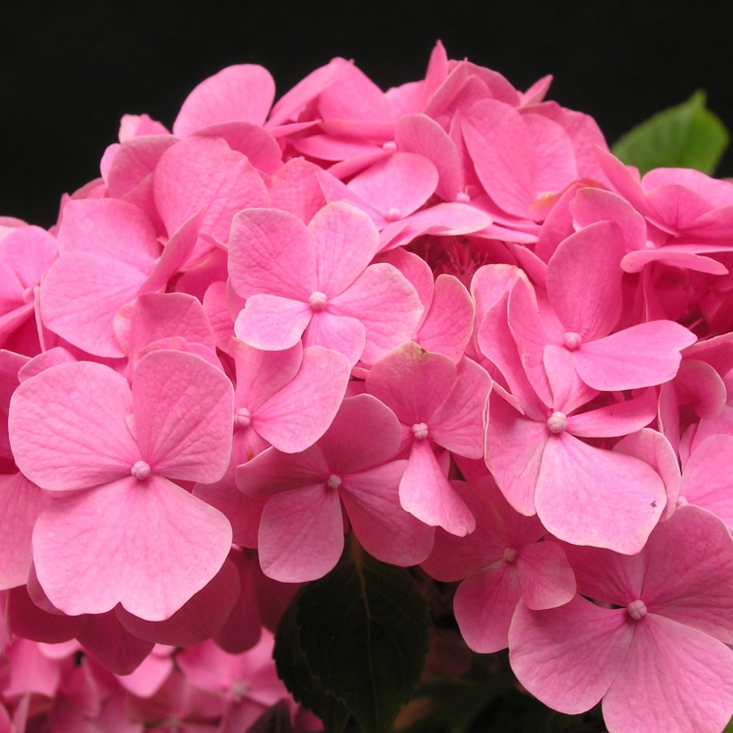 Hydrangea King George