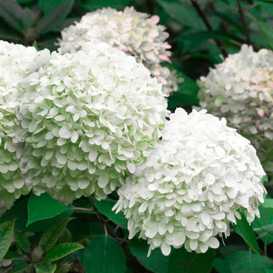 Hydrangea Little Alf