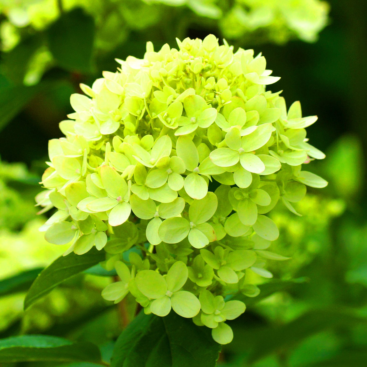 Hydrangea Mojito