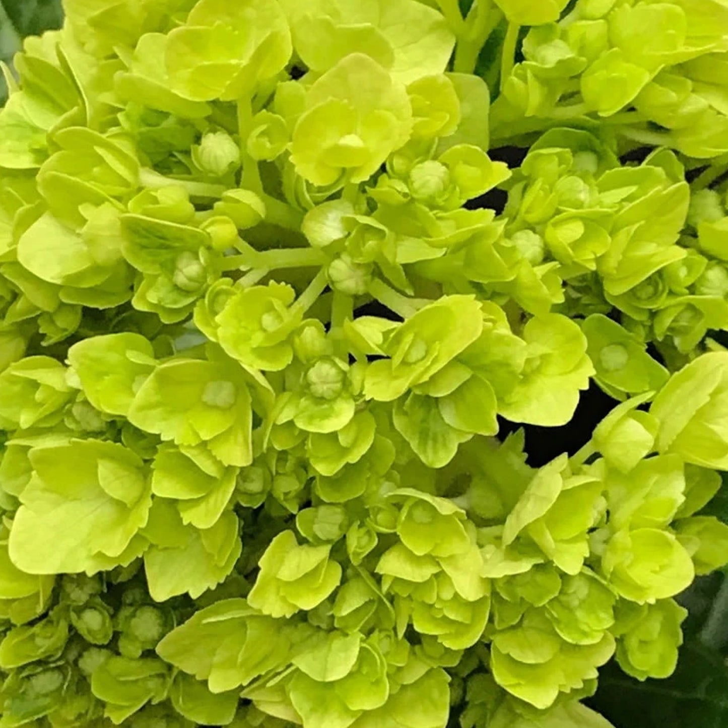 Hydrangea Mojito