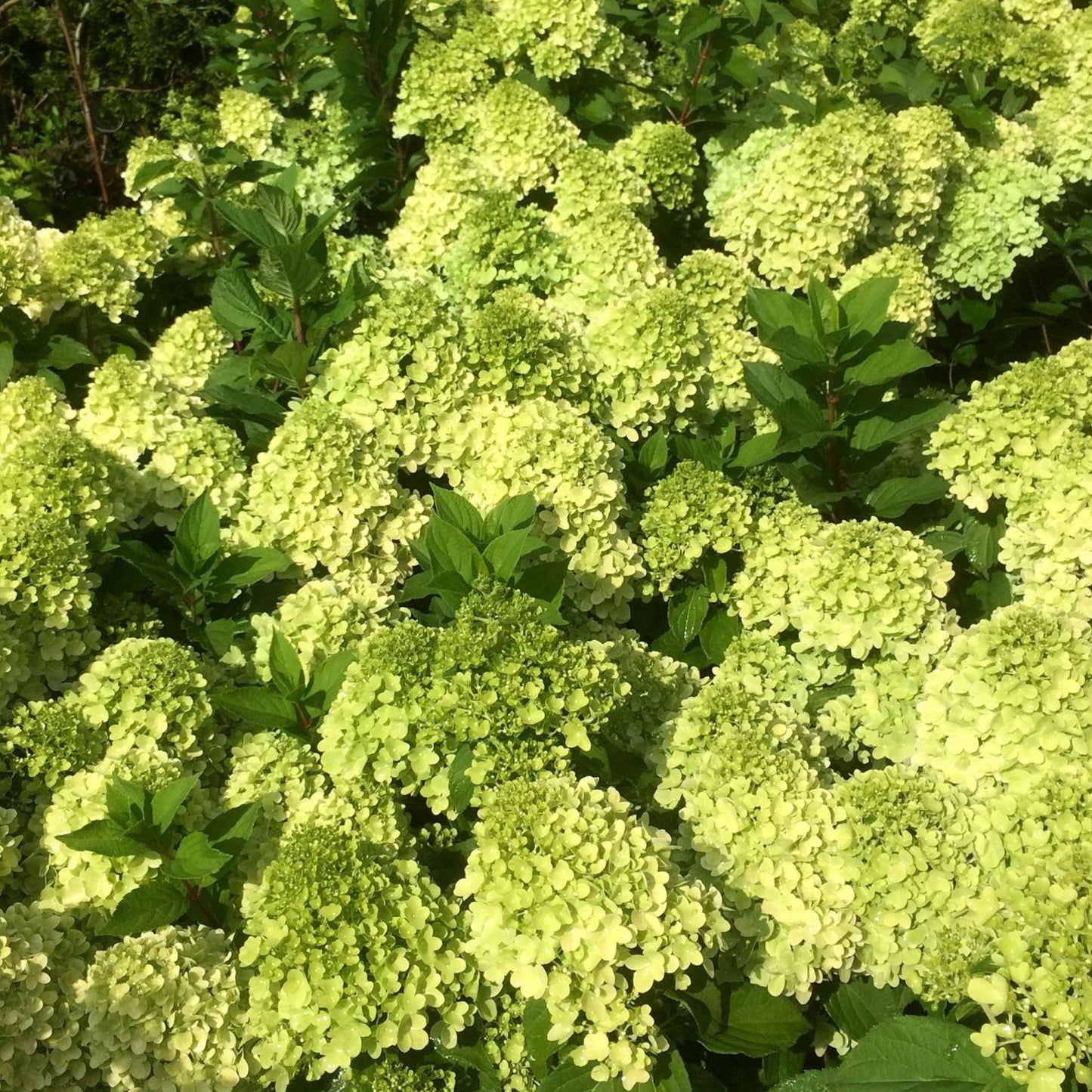 Hydrangea Mojito