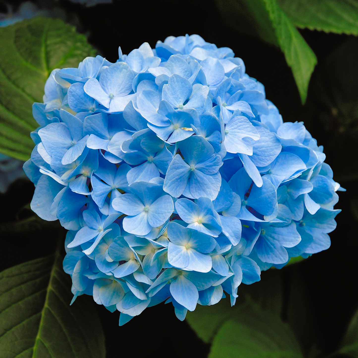 Hydrangea Nikko Blue