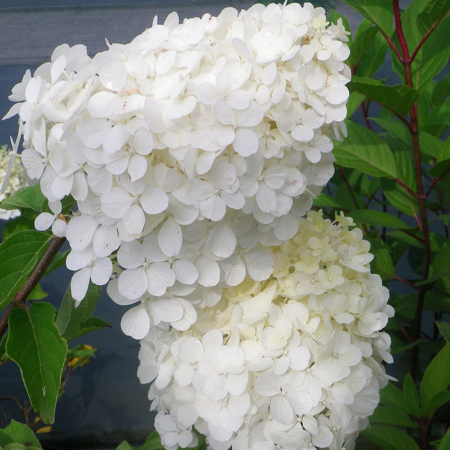 Hydrangea Polar Bear