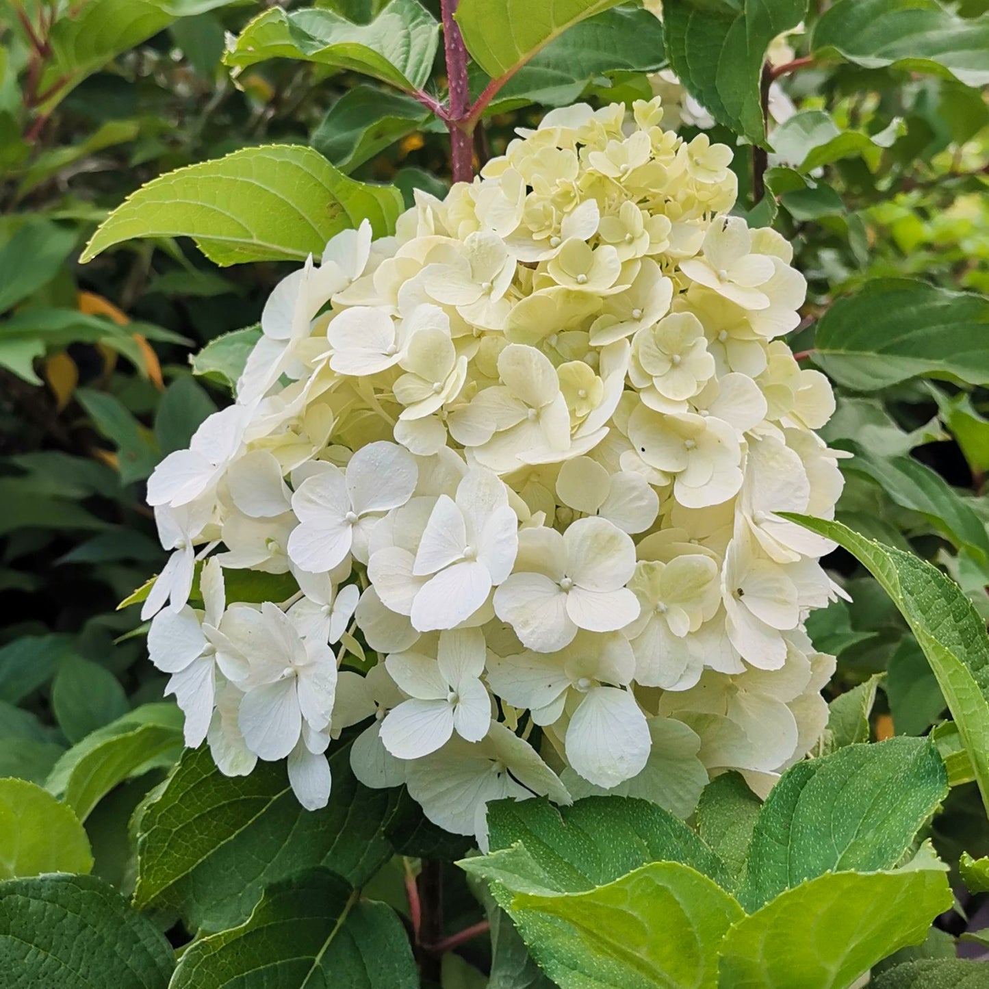 Hydrangea Polar Bear