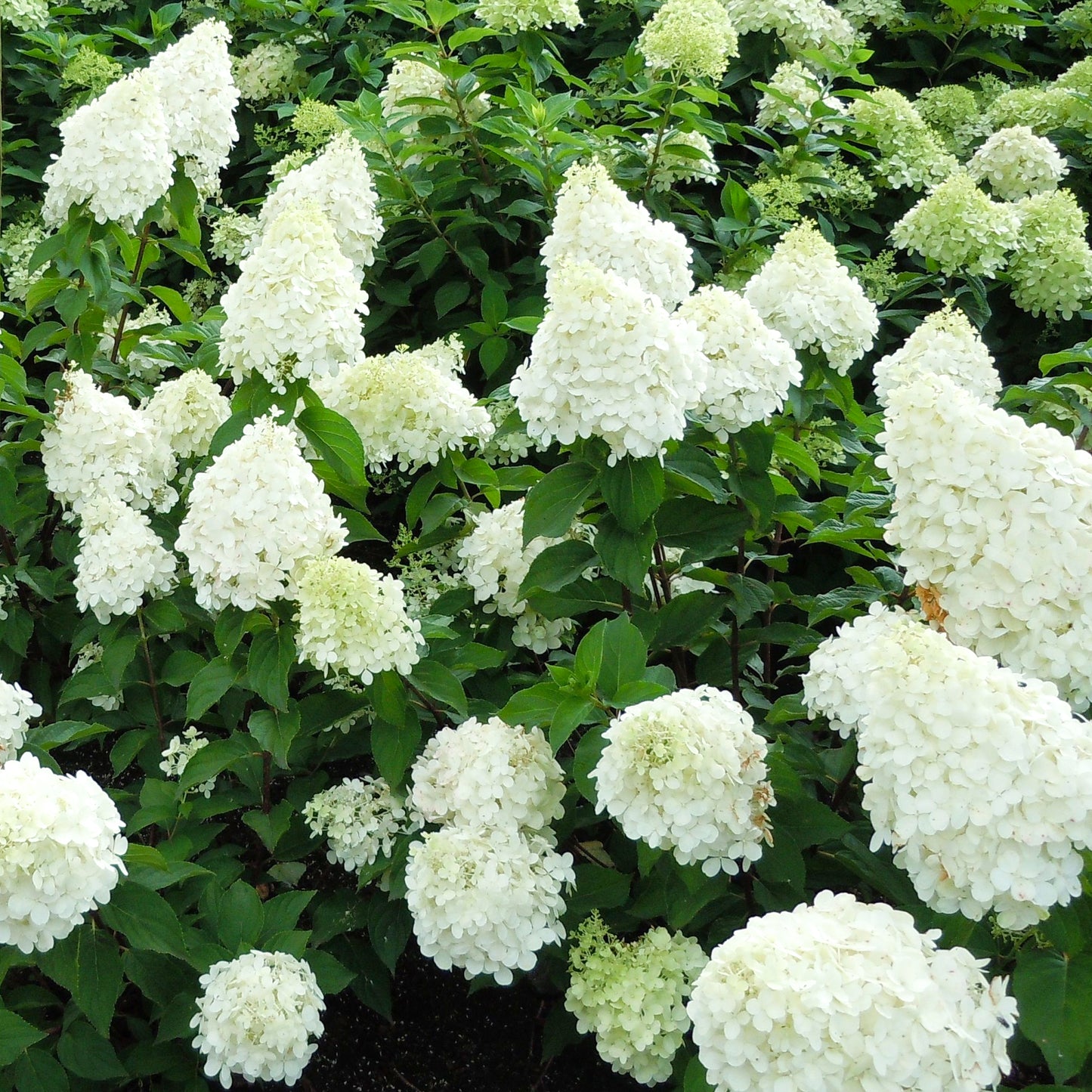 Hydrangea Polar Bear