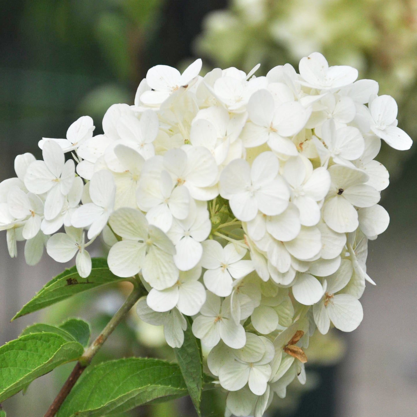 Hydrangea Polar Bear