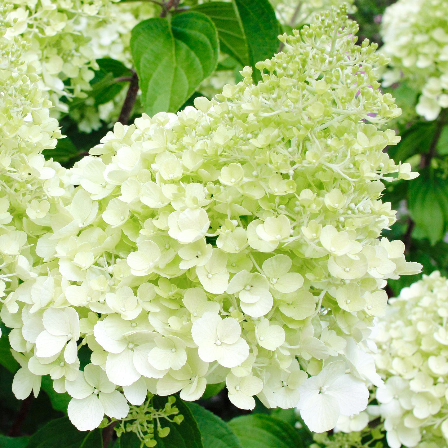 Hydrangea Polar Bear