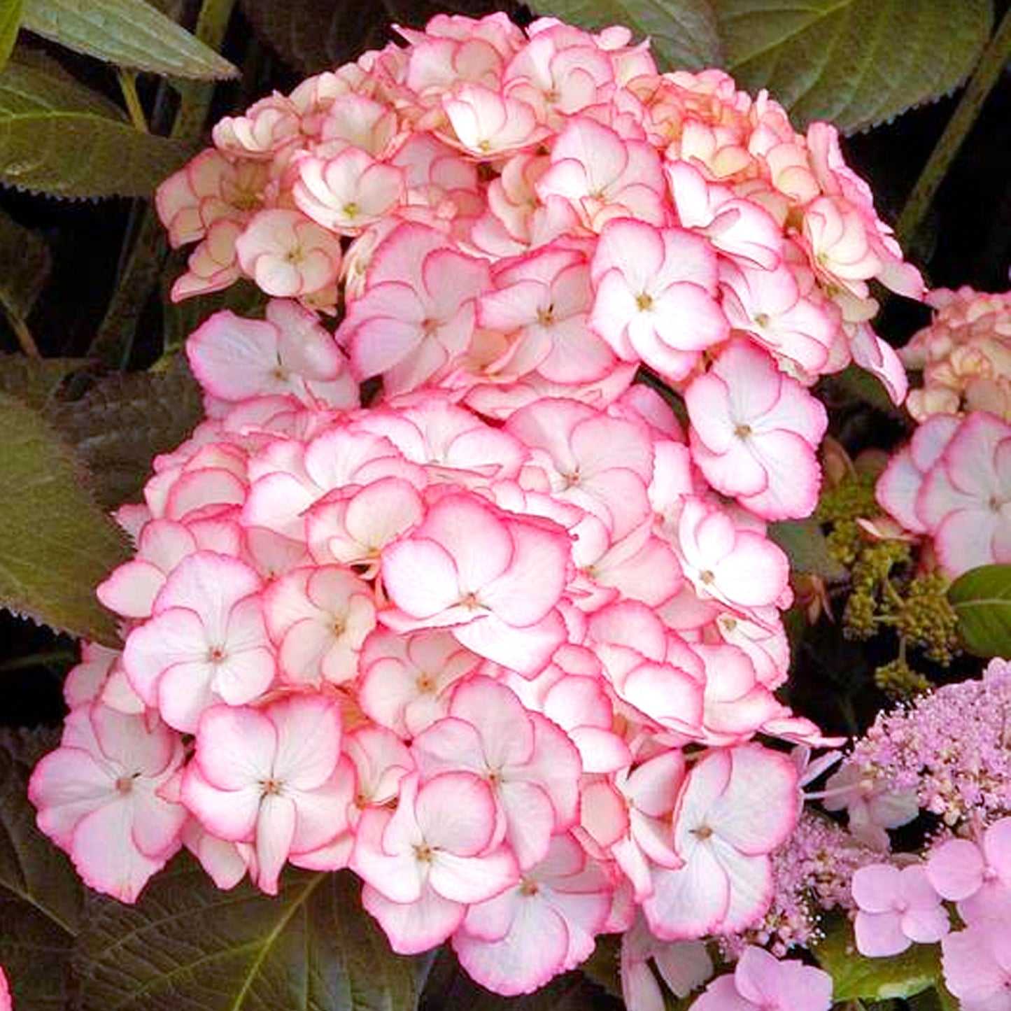 Hydrangea Sabrina