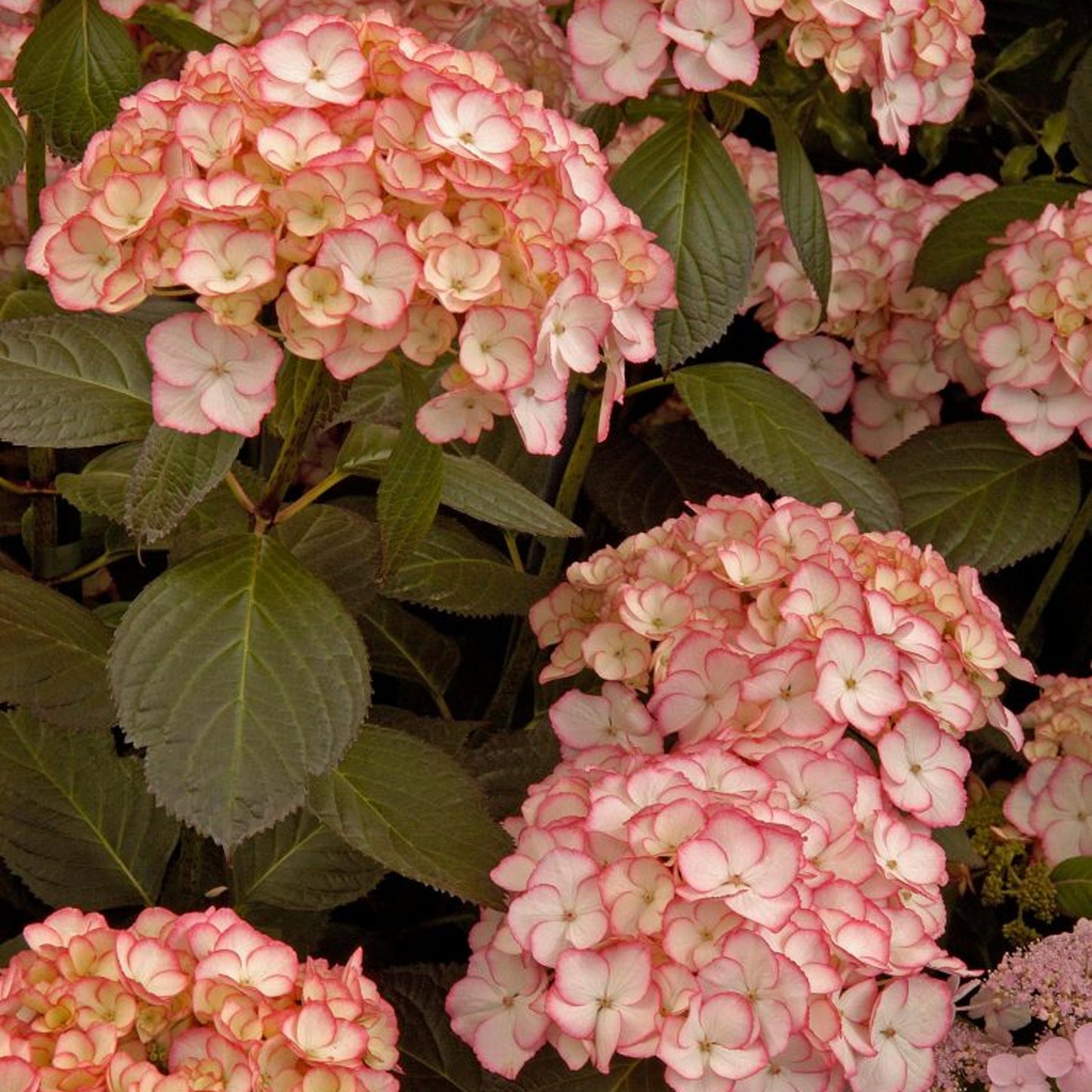 Hydrangea Sabrina