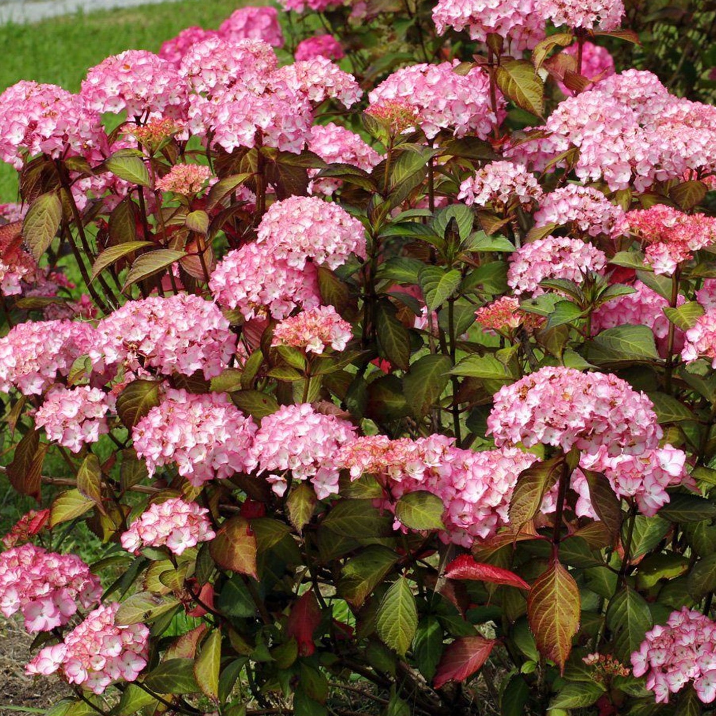 Hydrangea Sabrina