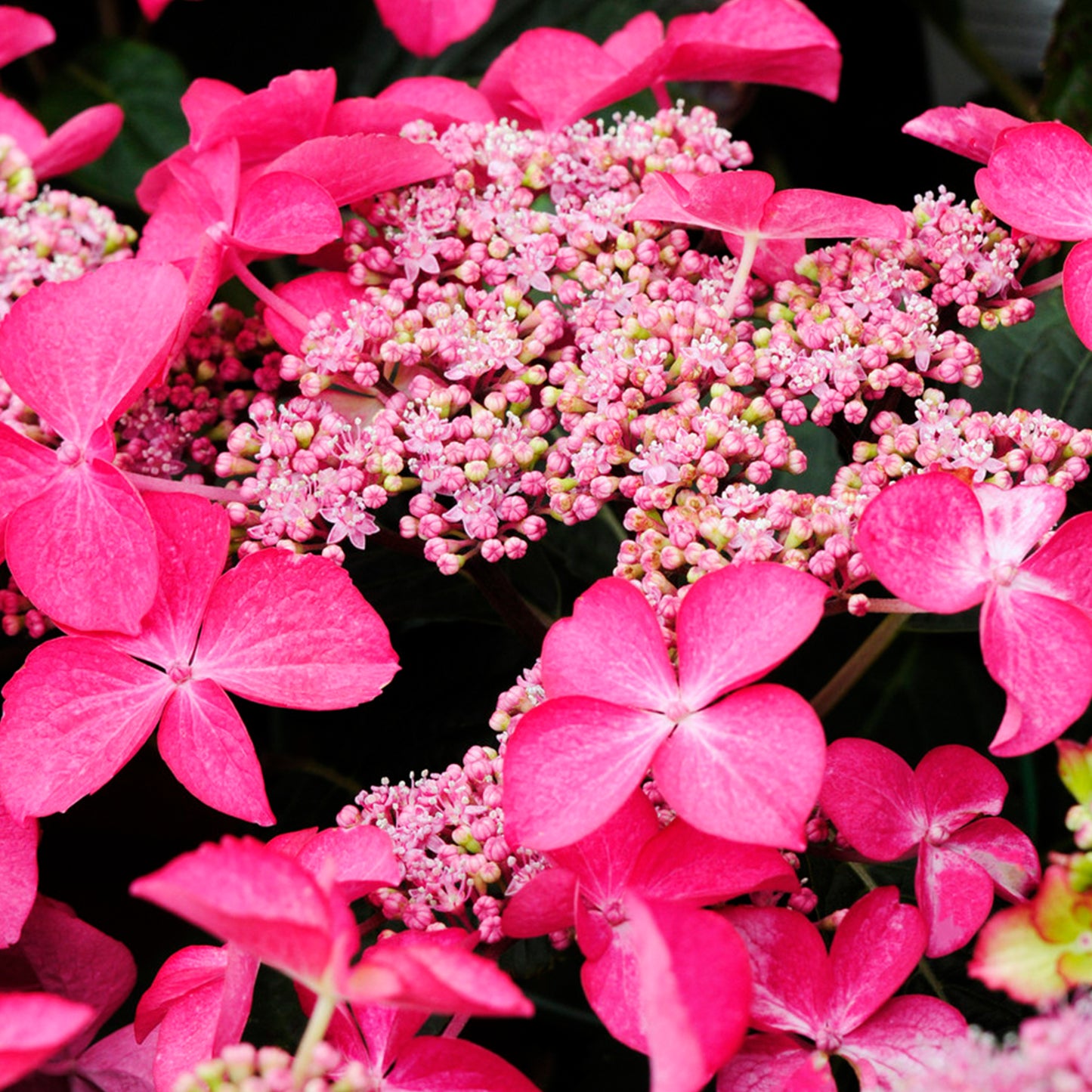 Hydrangea Selina