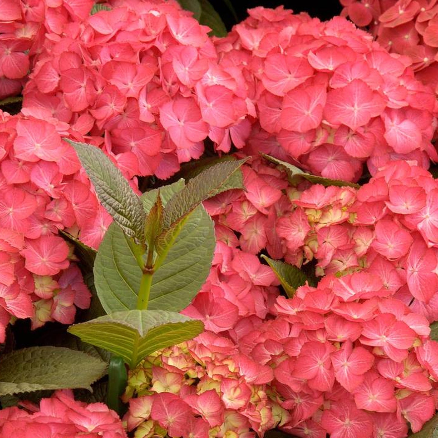 Hydrangea Selina