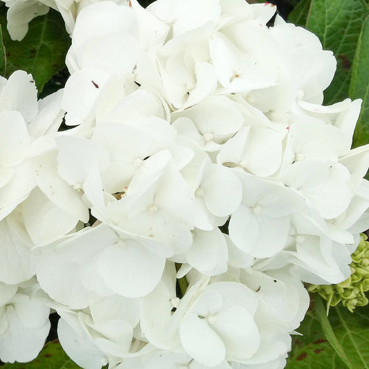 Hydrangea Shakira