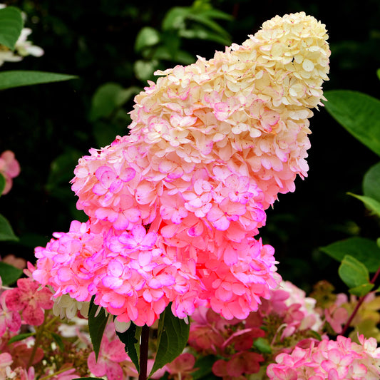 Hydrangea Sundae Fraise