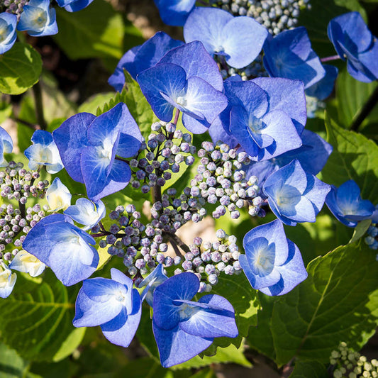 Hydrangea Zorro