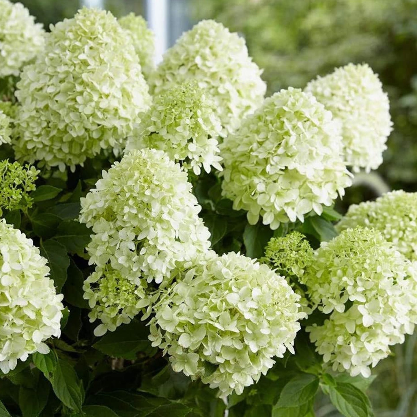 Hydrangea Little Spooky