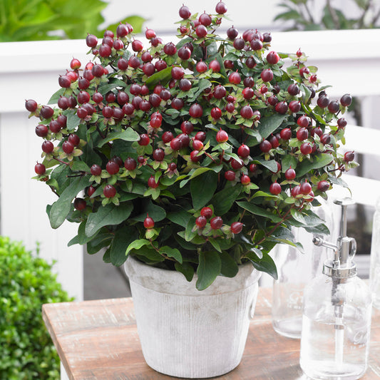 Hypericum Magical Universe