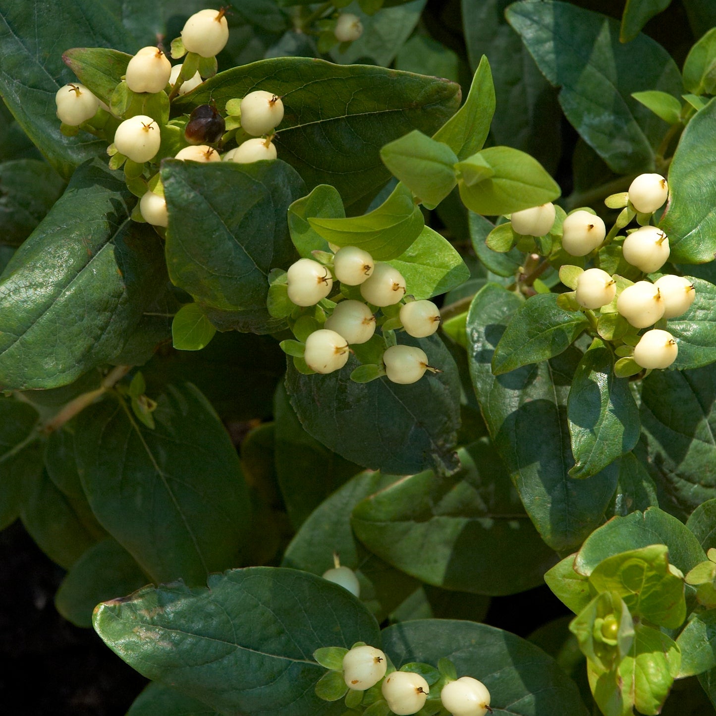 Hypericum Magical White