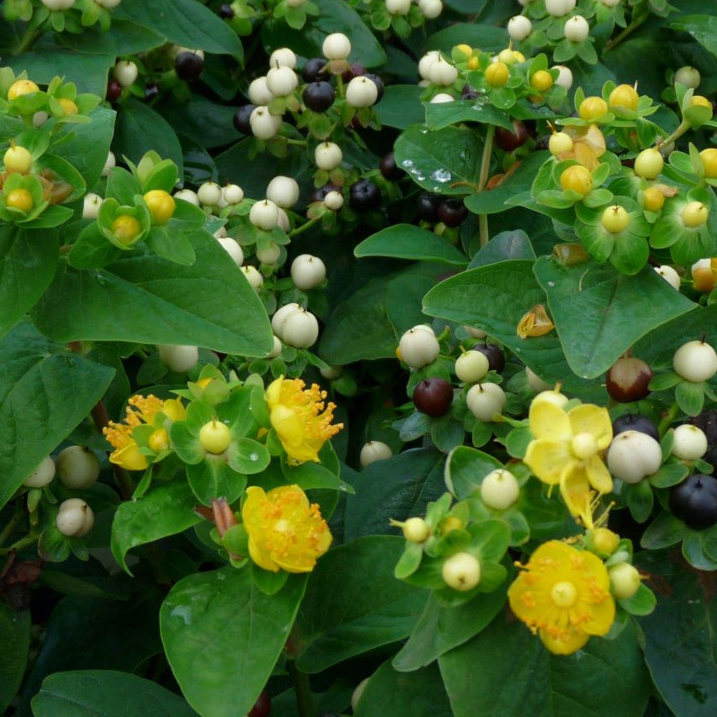 Hypericum Magical White