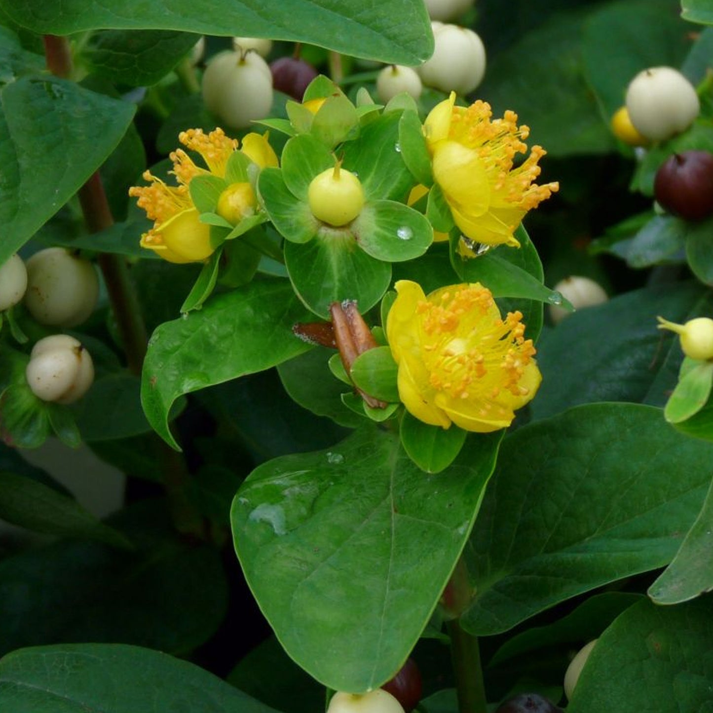 Hypericum Magical White