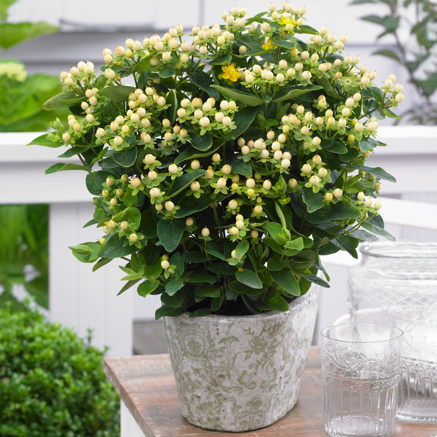 Hypericum Magical White