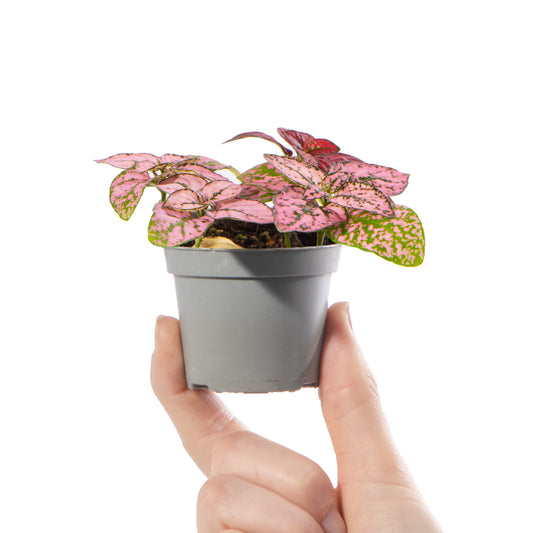 Baby Plants - Hypoestes Phyllostachya Pink