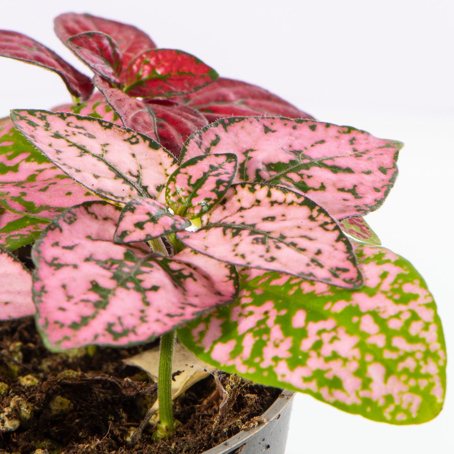 Baby Plants - Hypoestes Phyllostachya Pink