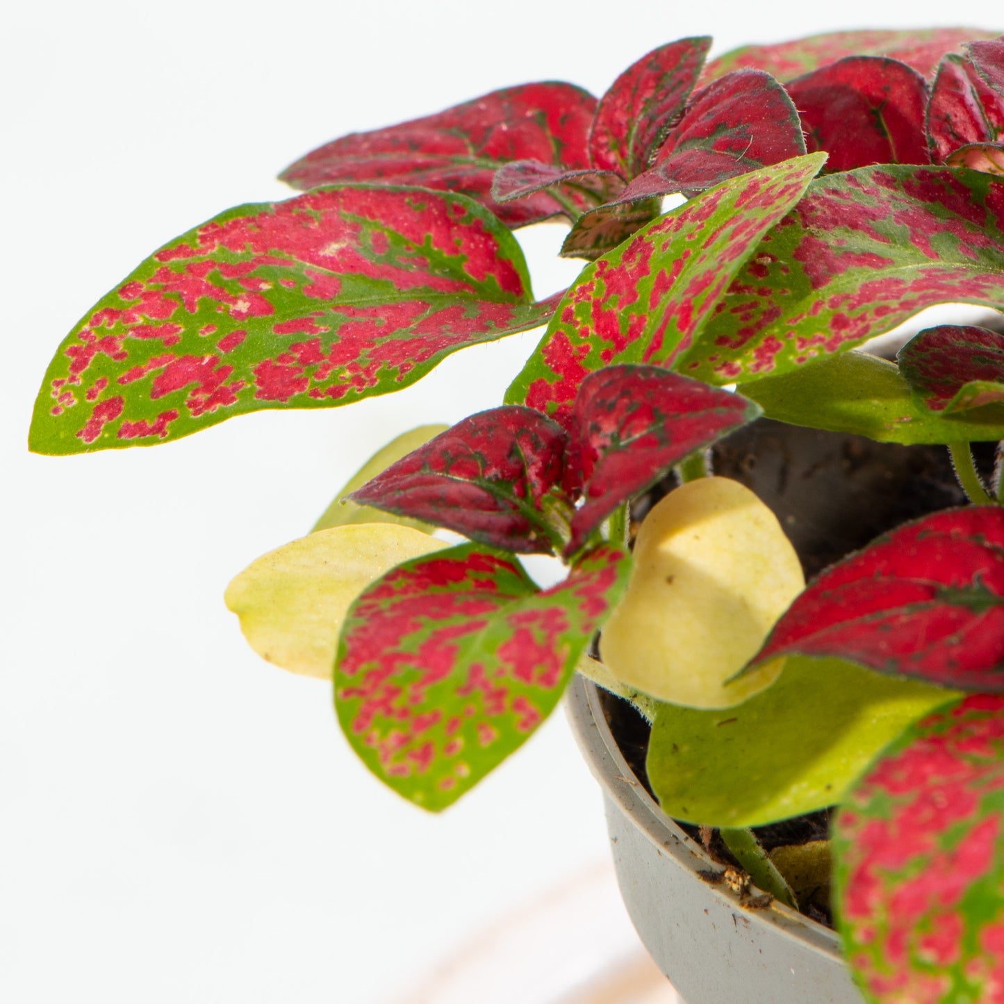 Baby Plants - Hypoestes Phyllostachya Red