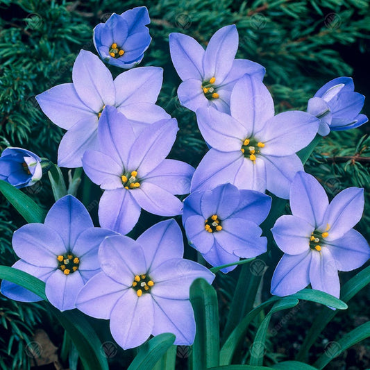 Ipheion Uniflorum Rolf Fiedler -MASTER-