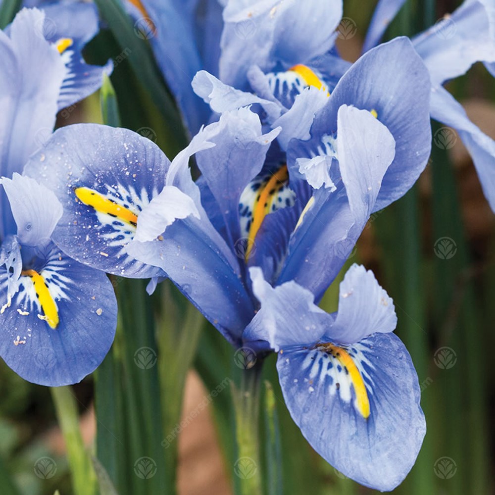 Iris Dwarf Alida -MASTER-