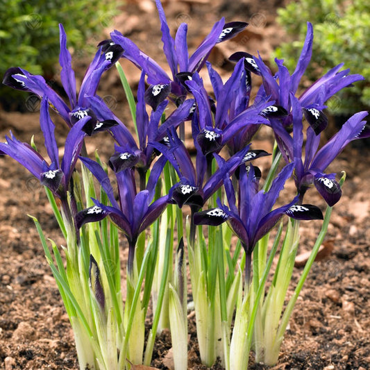 Iris Dwarf Blue Note -MASTER-