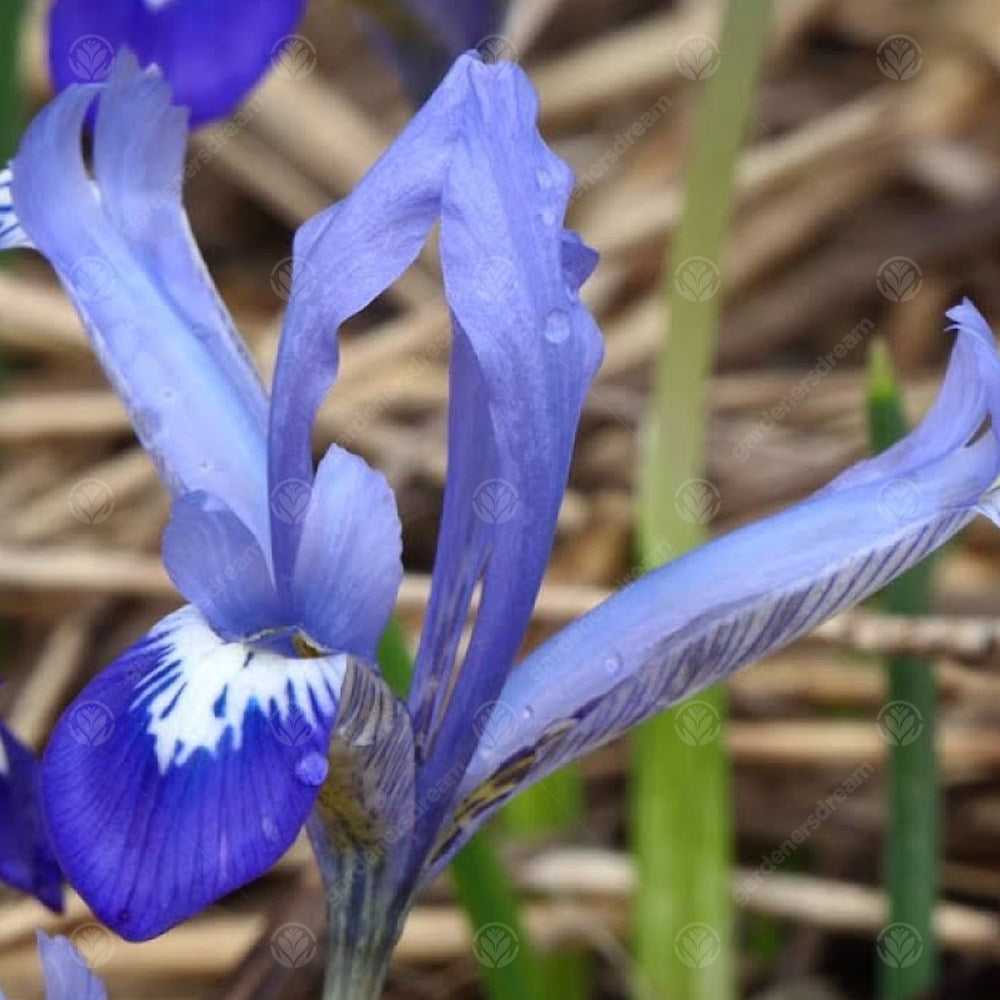 Iris Dwarf Clairette -MASTER-