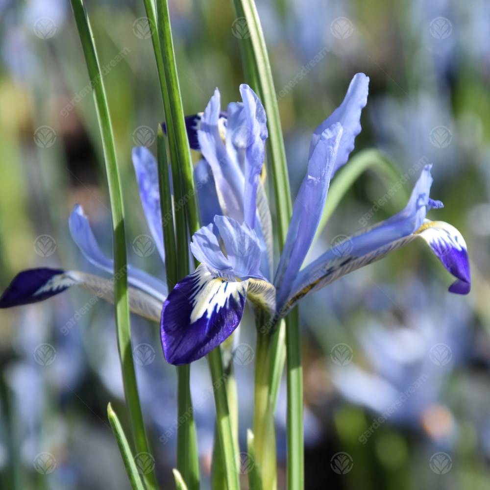 Iris Dwarf Clairette -MASTER-