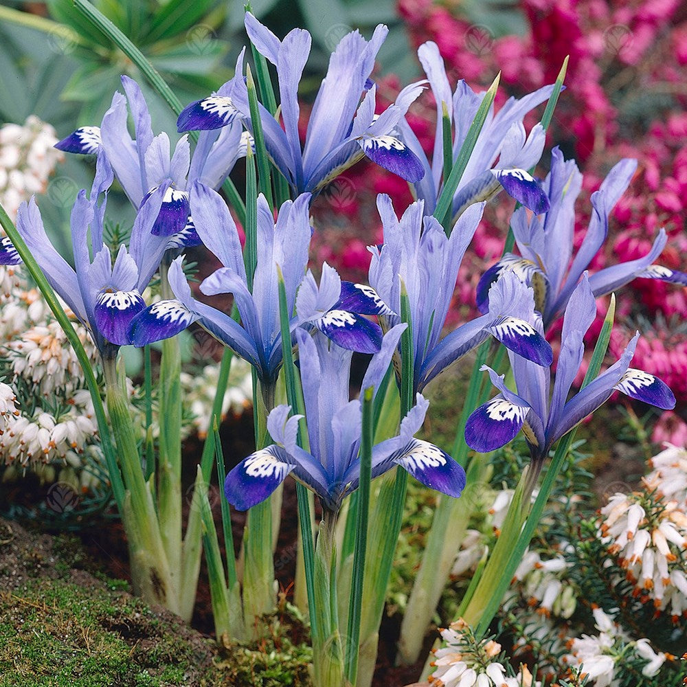 Iris Dwarf Clairette -MASTER-