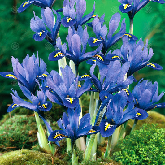 Iris Dwarf Harmony -MASTER-