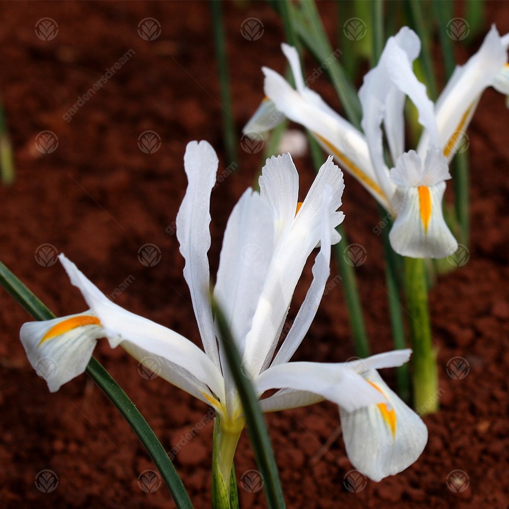 Iris Dwarf Natascha -MASTER-