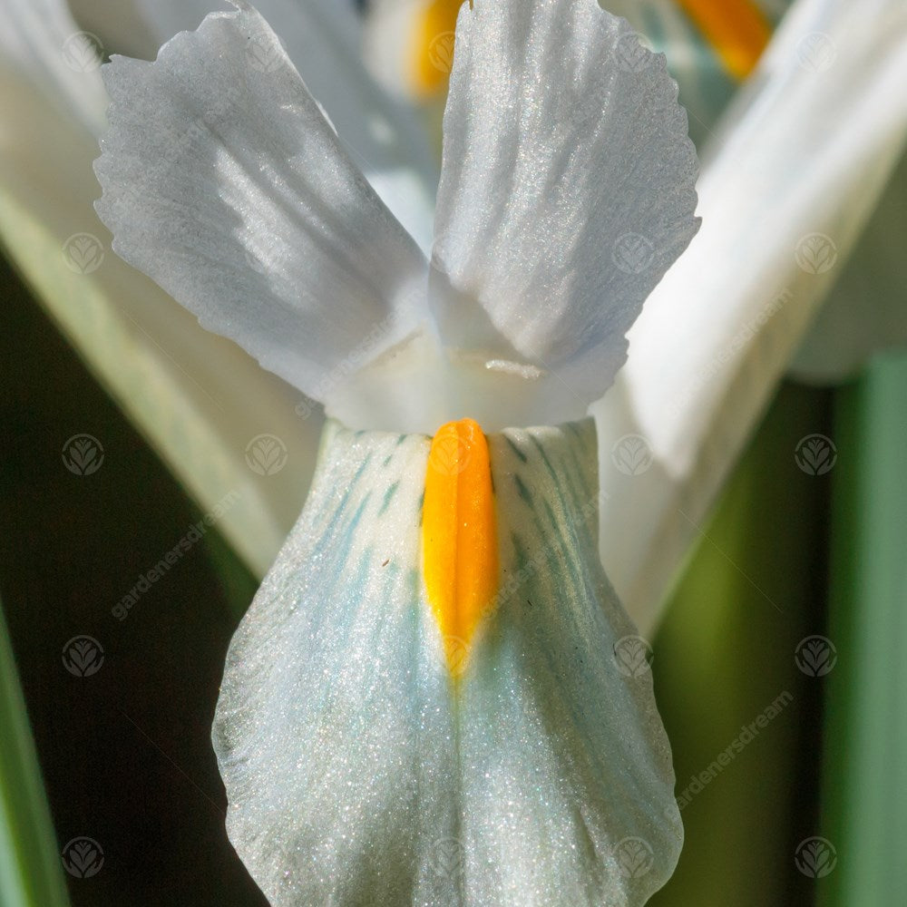 Iris Dwarf Natascha -MASTER-