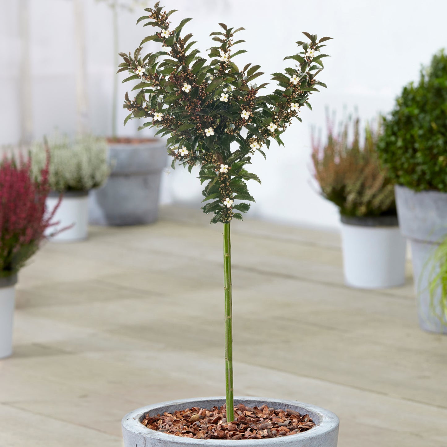 Ilex Gentle Patio Tree