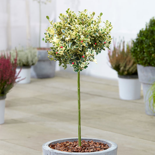Ilex Golden King Patio Tree