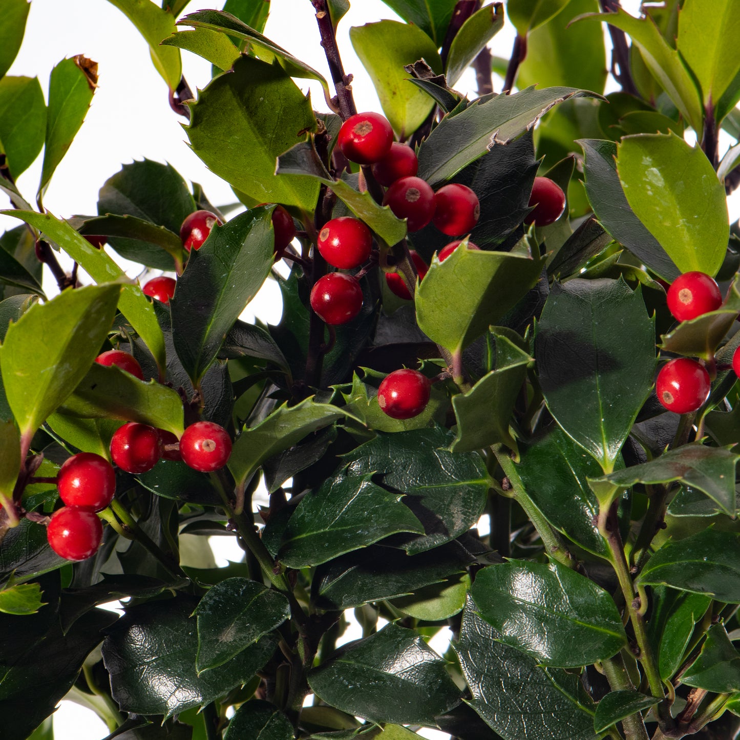 Standard Holly Tree