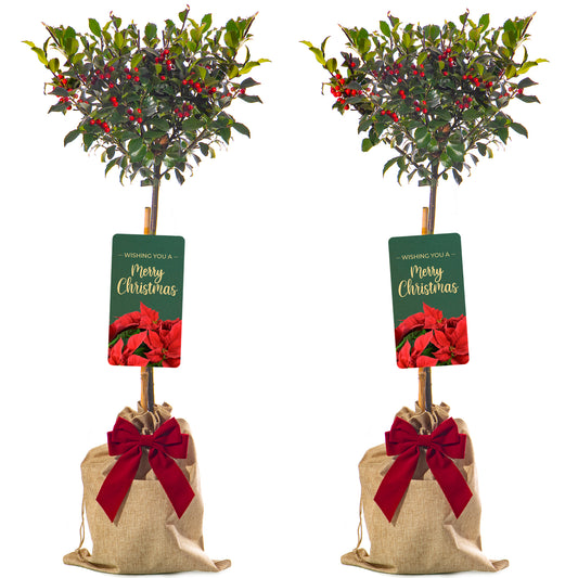 Standard Holly Tree With Pot Cover & Gift Wrapped