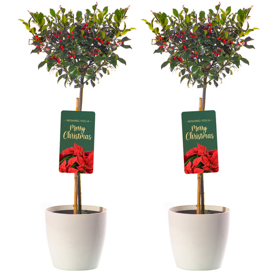 Standard Holly Tree With Pot Cover